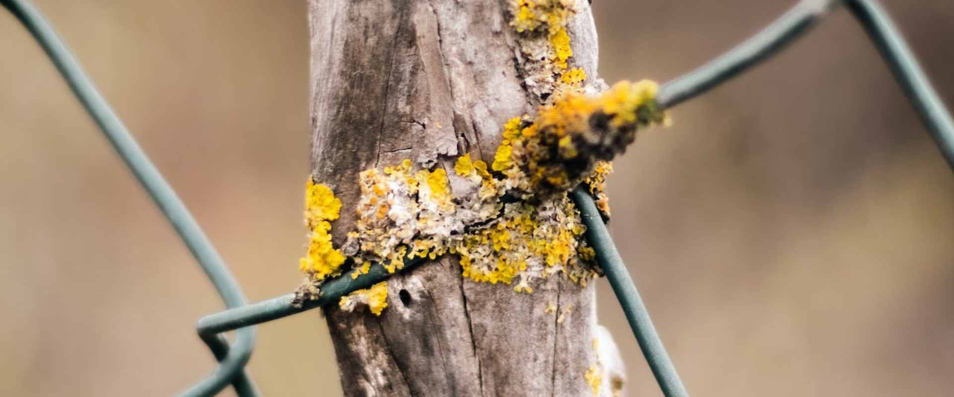 The Importance Of Mold Removal In Seattle: Protecting Your Home Remodel Investment