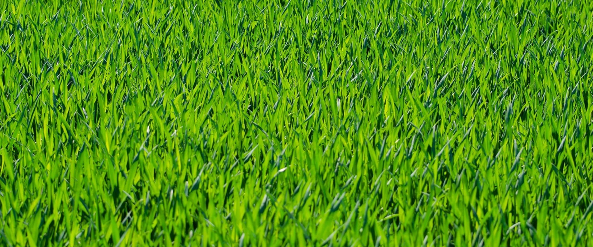 Elevate Your Waxhaw Home with Synthetic Grass