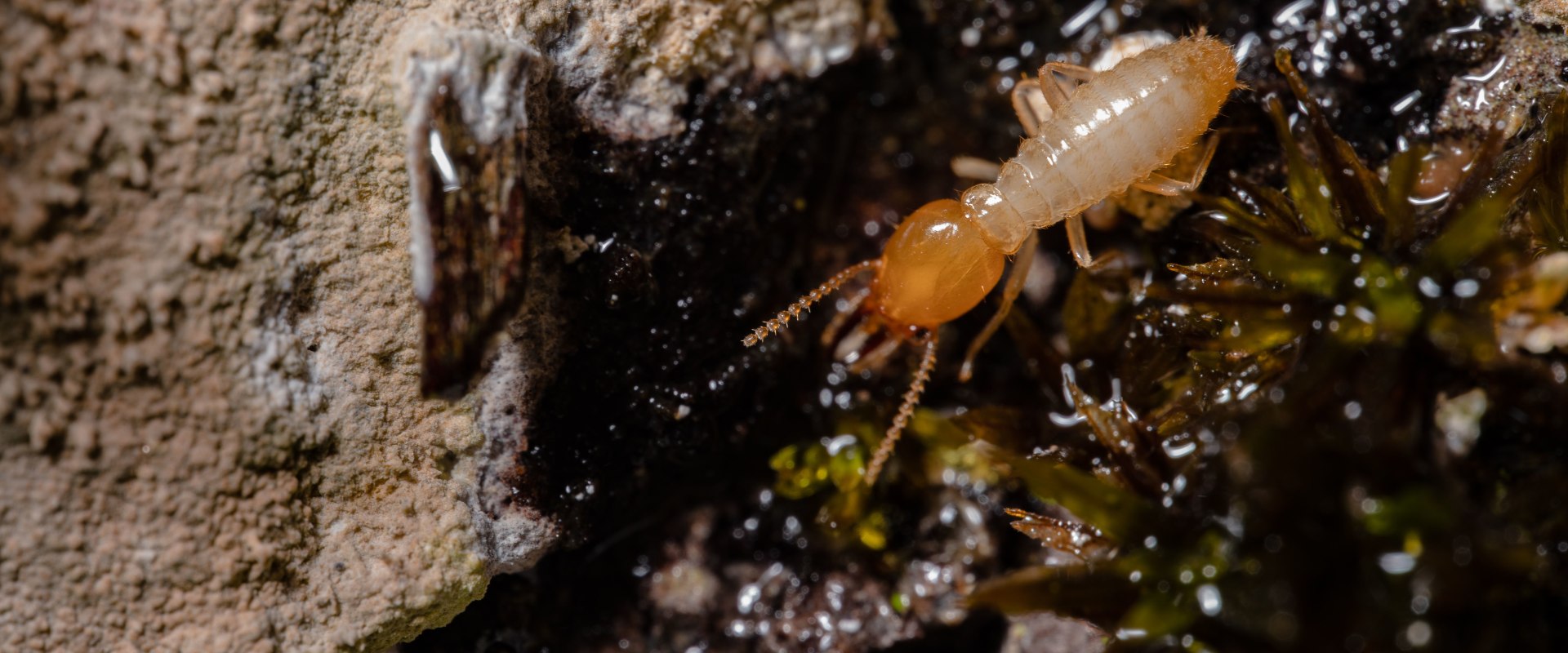 Home Remodel Projects in Fayetteville, GA: Why a Termite Exterminator Should Be Part of Your Plan