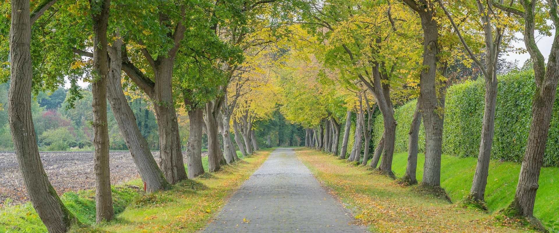 Enhance Your Home with Remodel and Tree Care Services