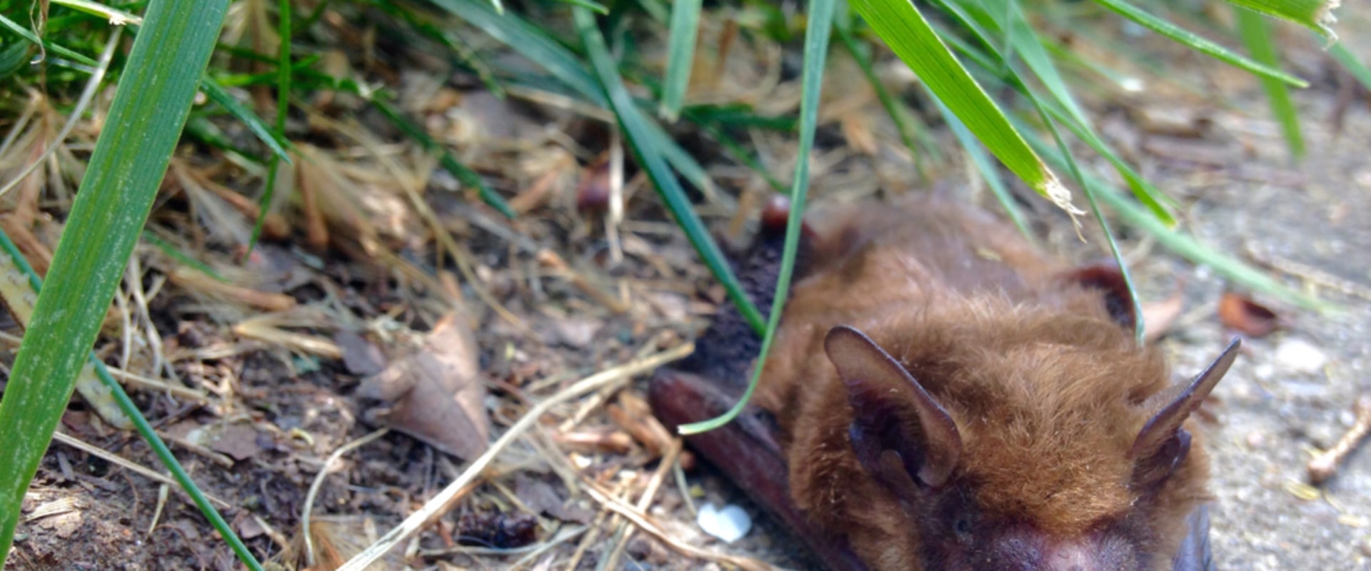 Rocklin Homeowners: How To Deal With Bat Infestations When Remodeling