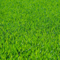 Elevate Your Waxhaw Home with Synthetic Grass