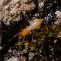 Home Remodel Projects in Fayetteville, GA: Why a Termite Exterminator Should Be Part of Your Plan