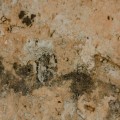 Transform Your Dallas-Fort Worth Home with Mold-Free Remodeling