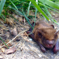Rocklin Homeowners: How To Deal With Bat Infestations When Remodeling