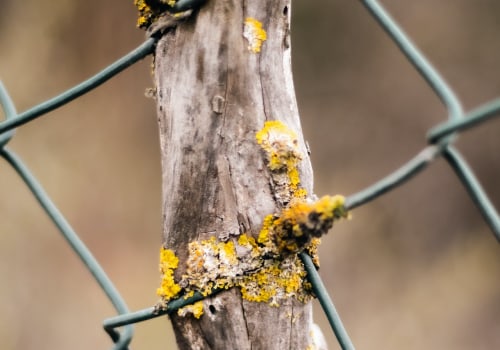 The Importance Of Mold Removal In Seattle: Protecting Your Home Remodel Investment