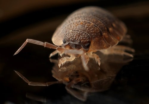 Tackling Bed Bugs In Style: Innovative Home Remodels To Keep Your Pittsburgh Home Pest-Free