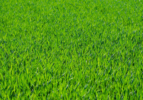 Elevate Your Waxhaw Home with Synthetic Grass